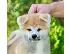 PoulaTo: Akita Inu